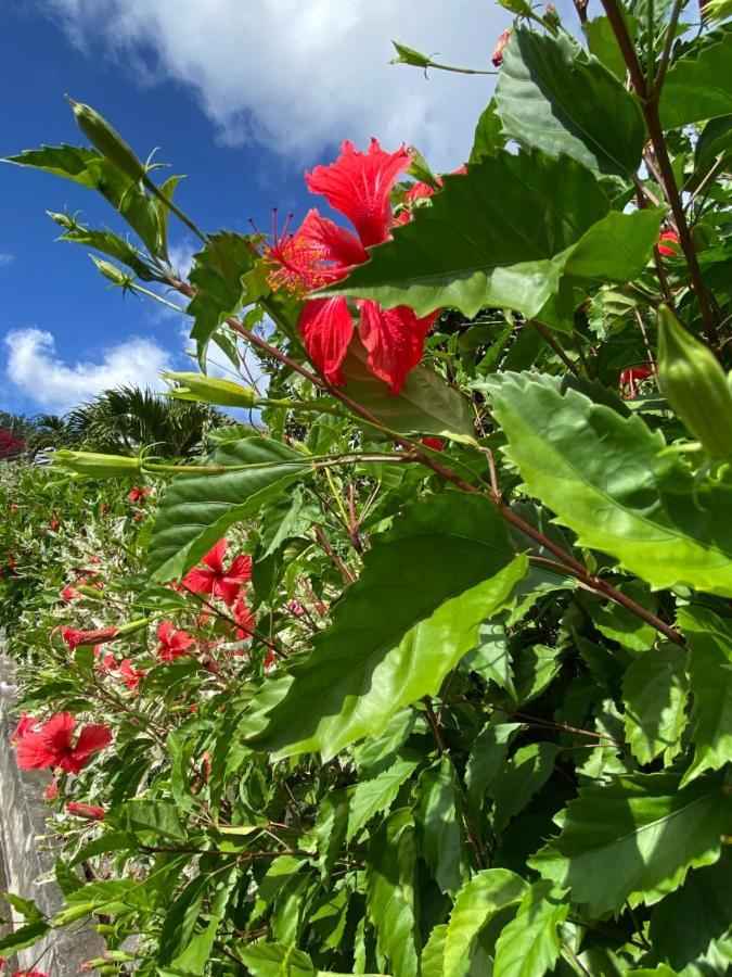 Fond BoucherLocations Morne Aux Vents公寓 外观 照片